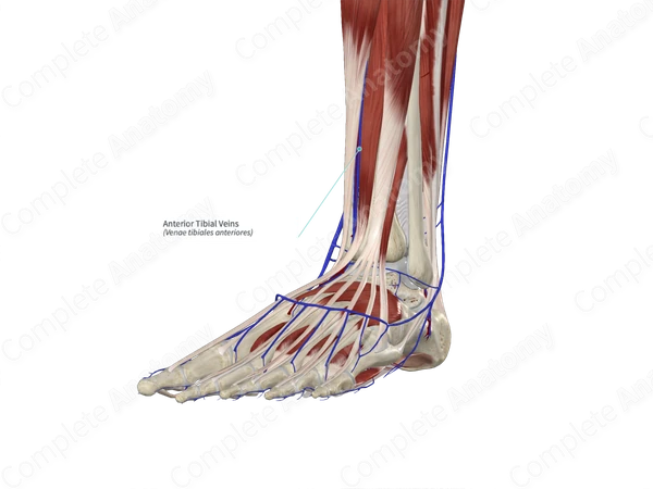 Anterior Tibial Veins