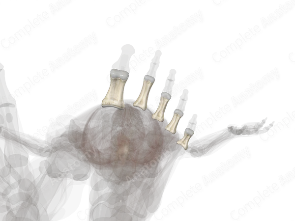 Proximal Phalanges of Foot (Left)