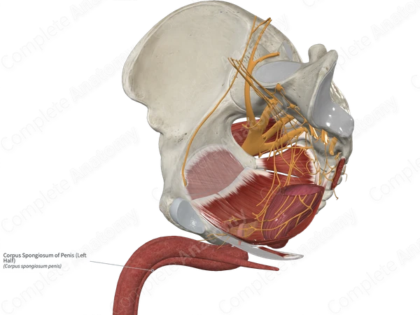 Corpus Spongiosum of Penis (Left Half)