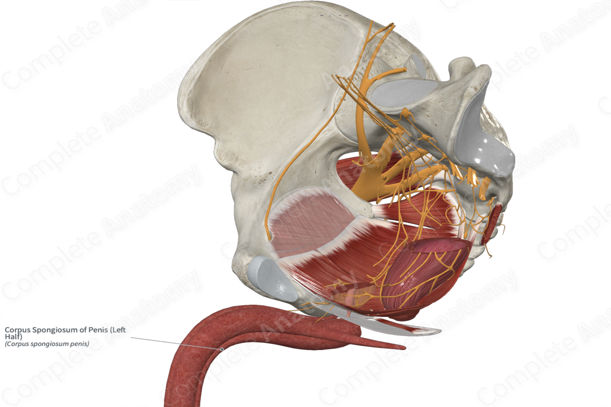 Corpus Spongiosum of Penis (Left Half)