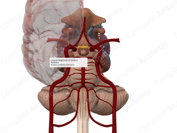 Lateral Segment of Globus Pallidus 