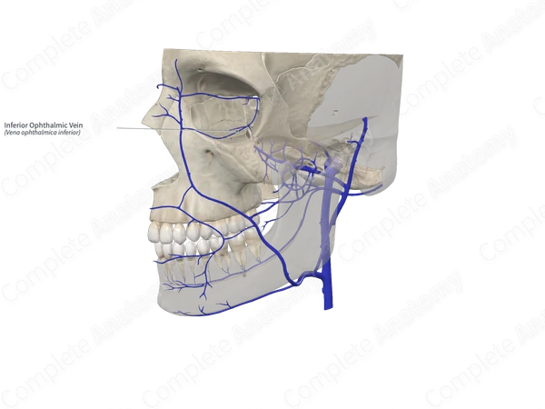 Inferior Ophthalmic Vein