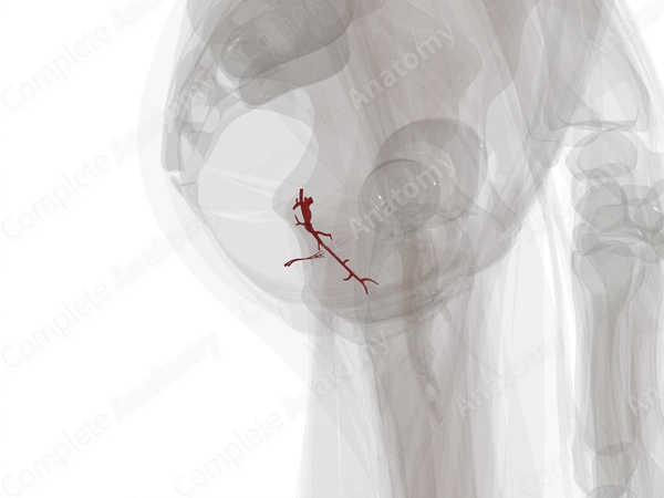 Arteries of Vagina