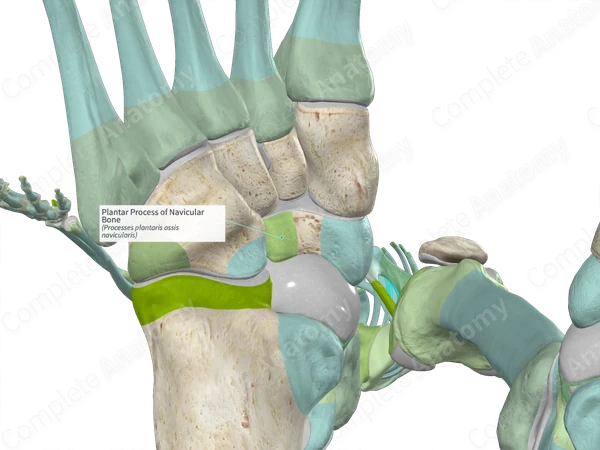 Plantar Process of Navicular Bone Complete Anatomy