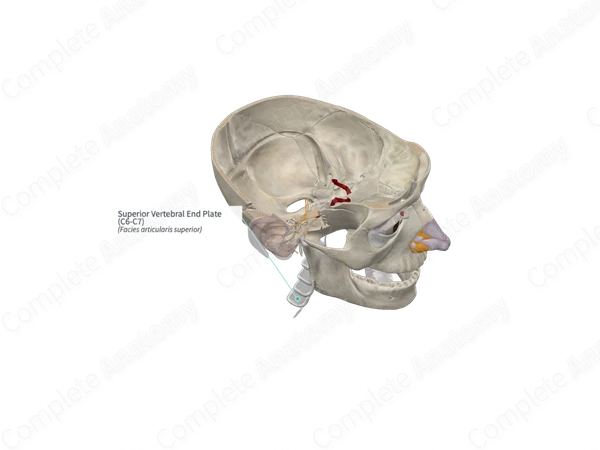 Superior Vertebral End Plate (C6-C7)