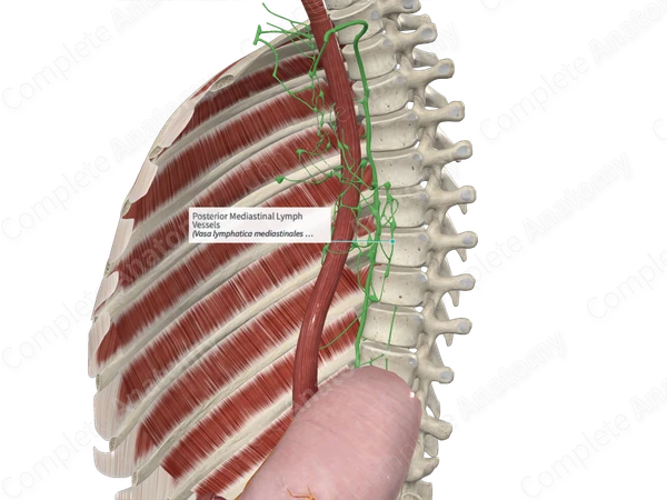 Posterior Mediastinal Lymph Vessels