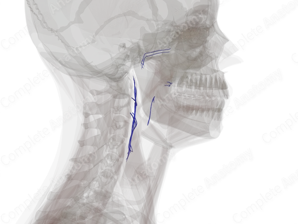 Veins of Pharynx