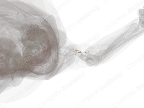 Muscular Branches of Musculocutaneous Nerve (Left)