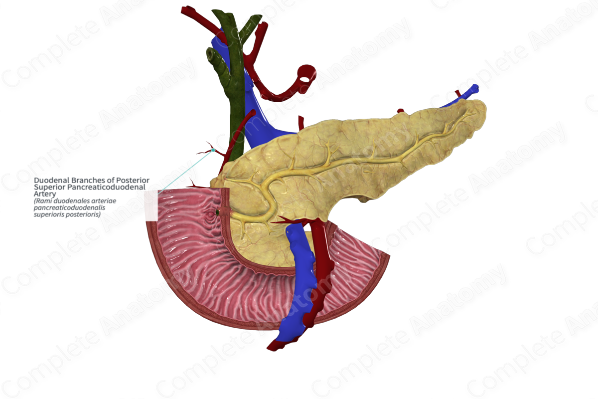 Duodenal Branches of Posterior Superior Pancreaticoduodenal Artery