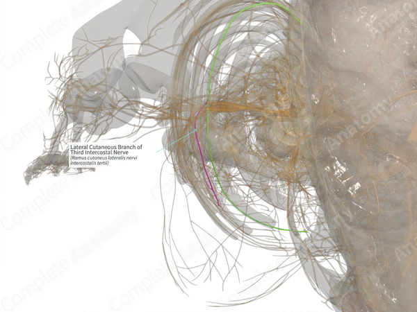 Lateral Cutaneous Branch of Third Intercostal Nerve (Left)