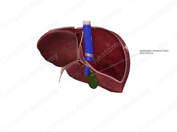 Gallbladder (Posterior Part)