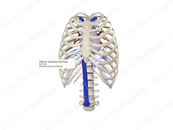 Inferior Vertebral End Plate (L3-L4)