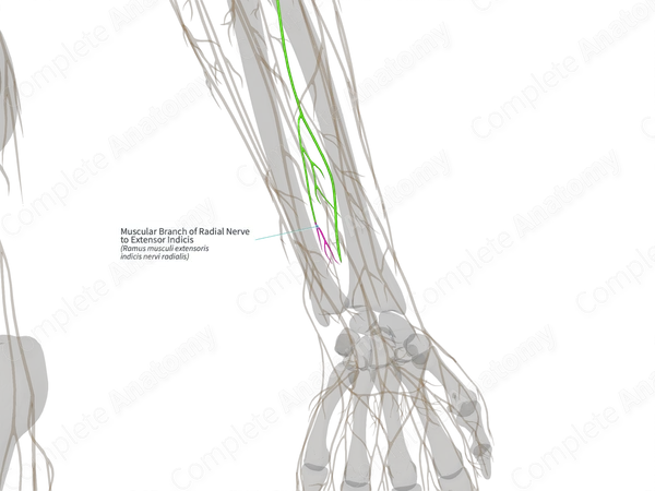 Muscular Branch of Radial Nerve to Extensor Indicis (Left)