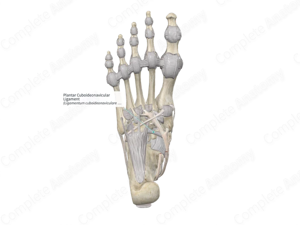 Plantar Cuboideonavicular Ligament 