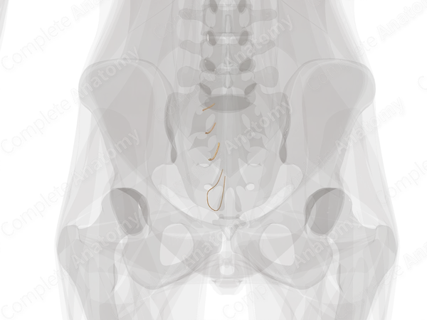 Posterior Rami of Sacral Nerves (Left)