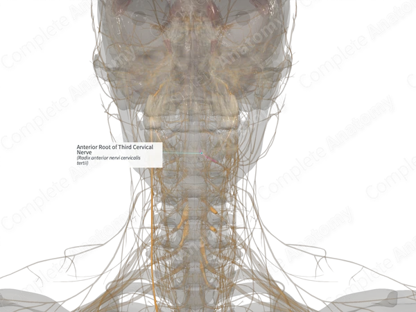 Anterior Root of Third Cervical Nerve (Left)