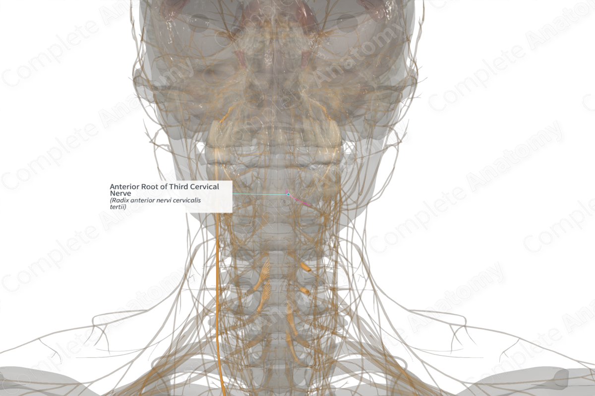 Anterior Root of Third Cervical Nerve (Left)