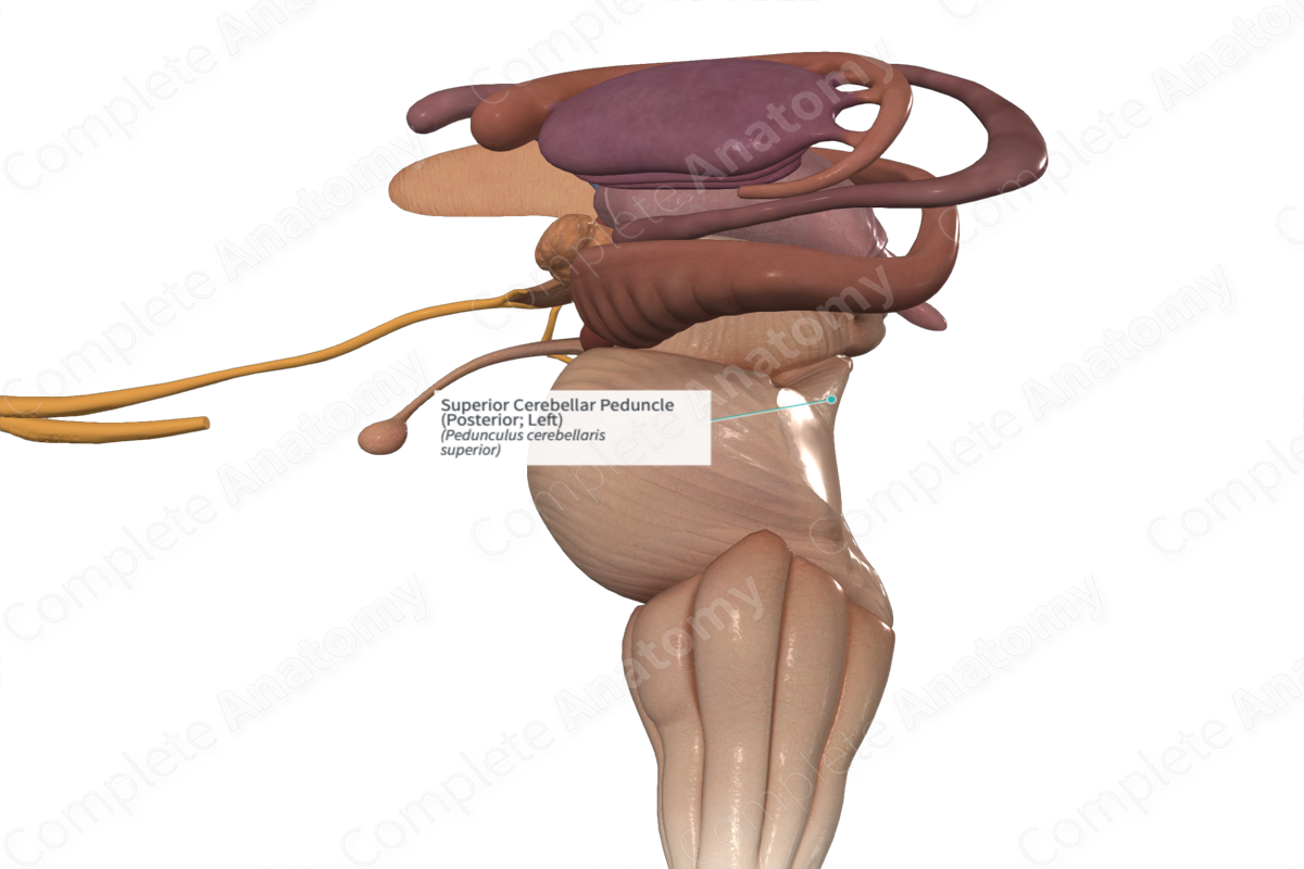 Superior Cerebellar Peduncle (Posterior; Left)