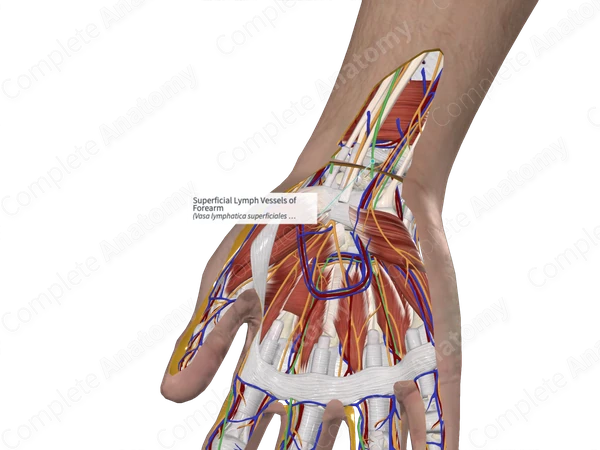 Superficial Lymph Vessels of Forearm 