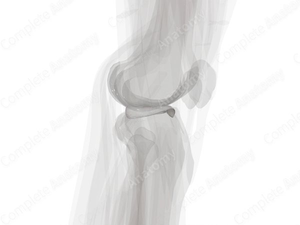 Cartilage of Knee Joint (Left)