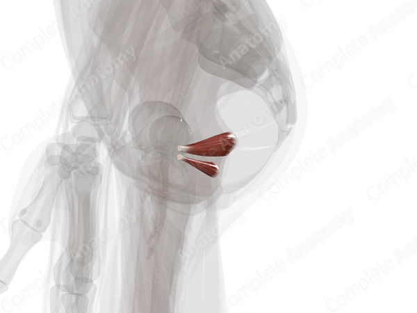 Gemelli Muscles (Left)