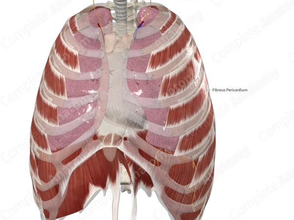 Fibrous Pericardium