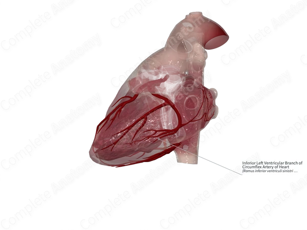 Inferior Left Ventricular Branch of Circumflex Artery of Heart