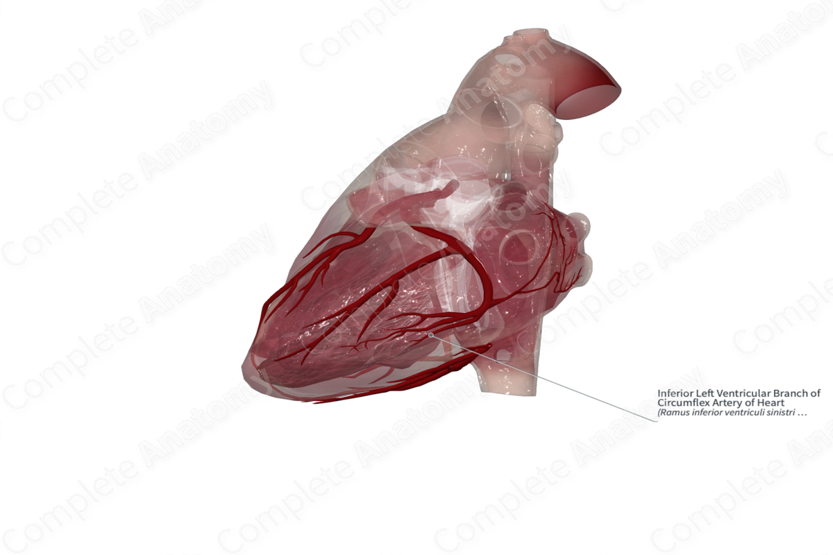 Inferior Left Ventricular Branch of Circumflex Artery of Heart