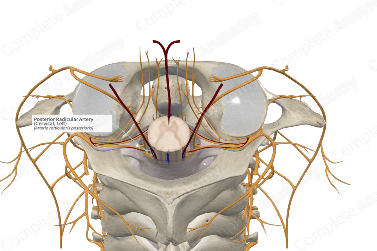 Posterior Radicular Artery (Cervical; Left)