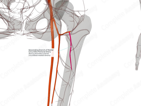 Descending Branch of Medial Circumflex Femoral Artery (Right)