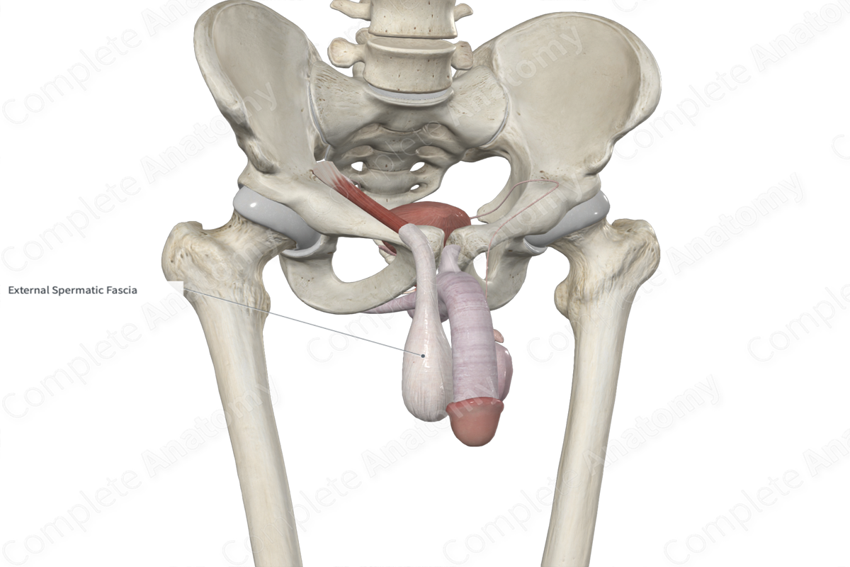 External Spermatic Fascia 