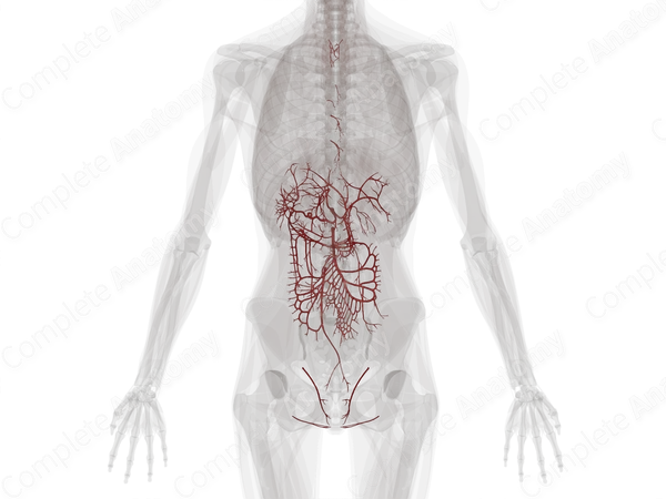Arteries of Digestive System