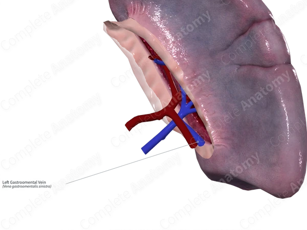Left Gastroomental Vein