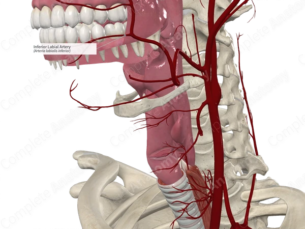 Inferior Labial Artery 