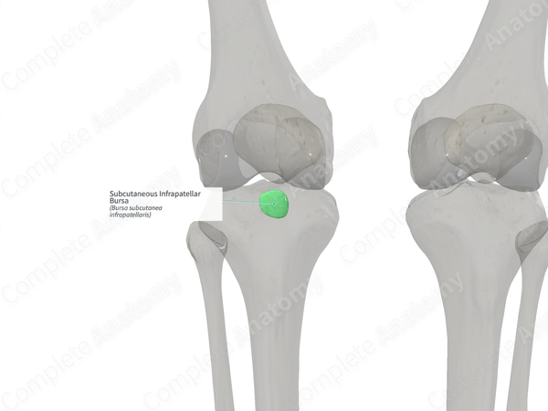 Subcutaneous Infrapatellar Bursa (Right)