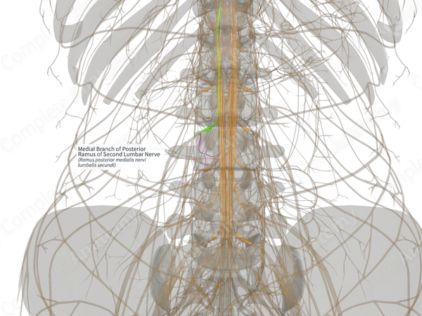 Medial Branch of Posterior Ramus of Second Lumbar Nerve (Right)