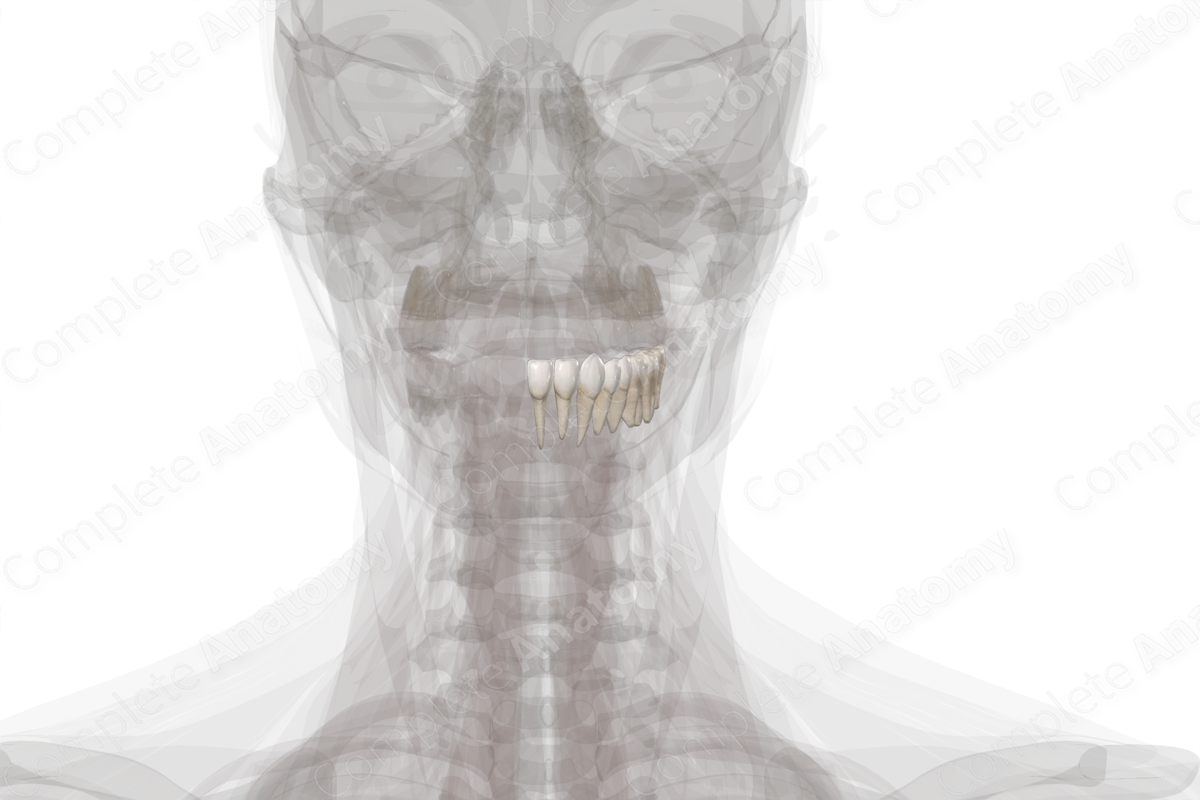 Mandibular Dental Arch (Left Quadrant)