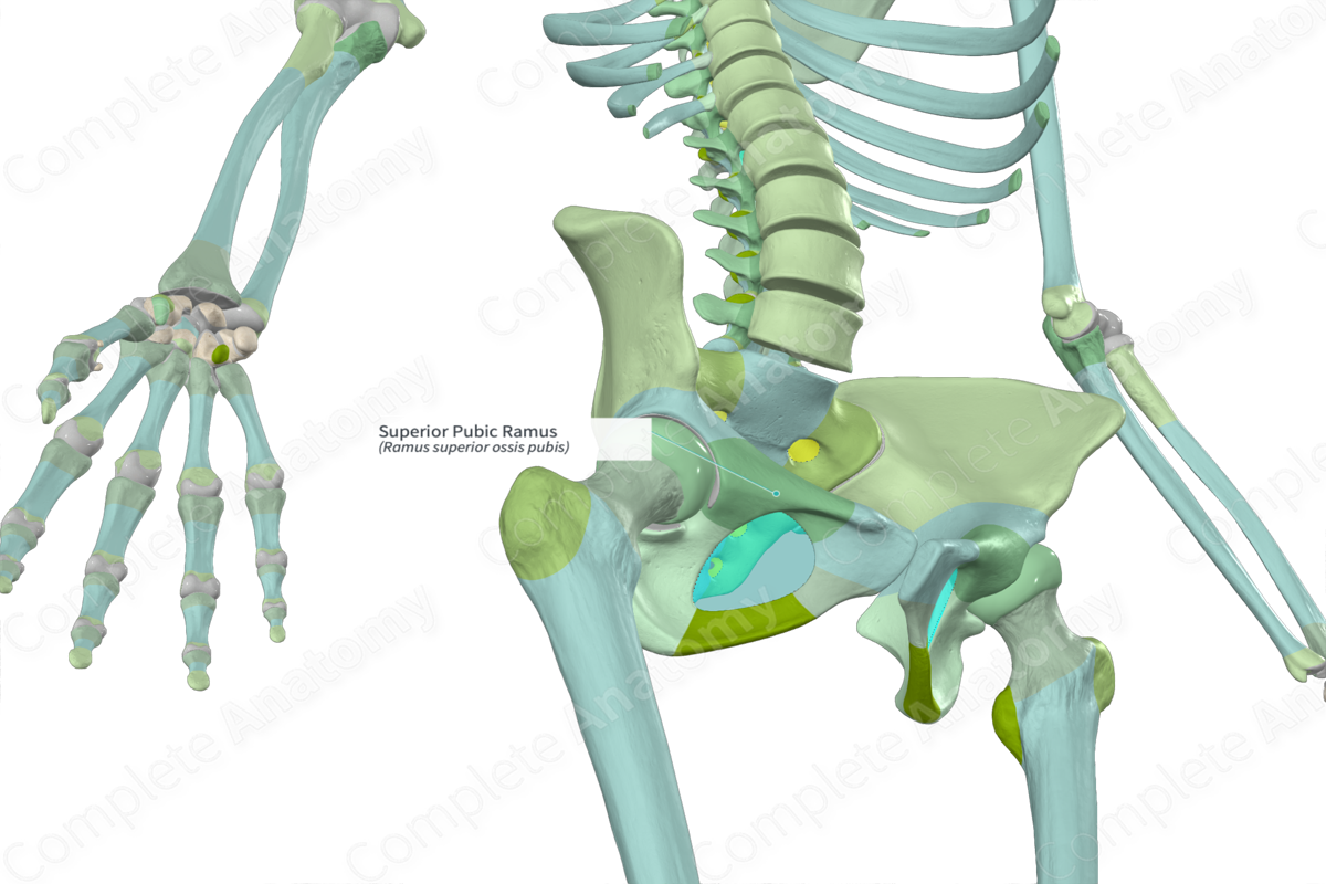 superior-pubic-ramus-complete-anatomy