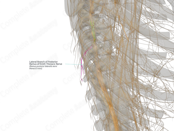 Lateral Branch of Posterior Ramus of Ninth Thoracic Nerve (Left)
