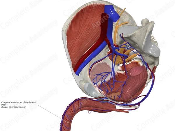 Corpus Cavernosum of Penis (Left Half)