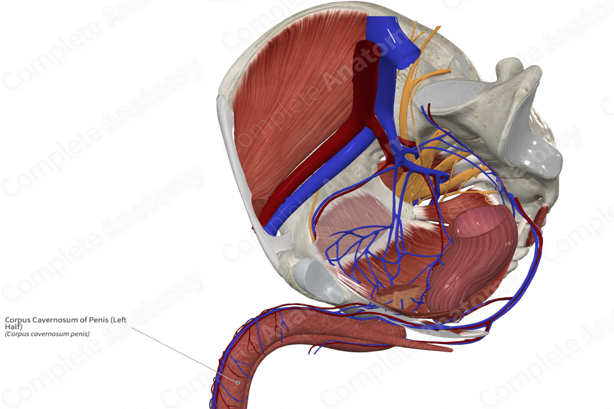 Corpus Cavernosum of Penis (Left Half)