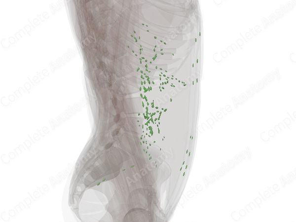 Abdominal Lymph Nodes