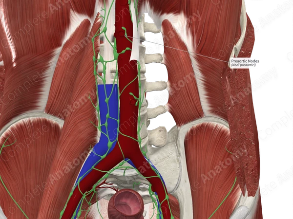 Preaortic Nodes