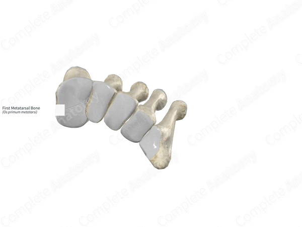 First Metatarsal Bone 