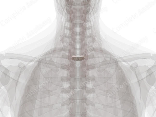 Intervertebral Disc (T1-T2)
