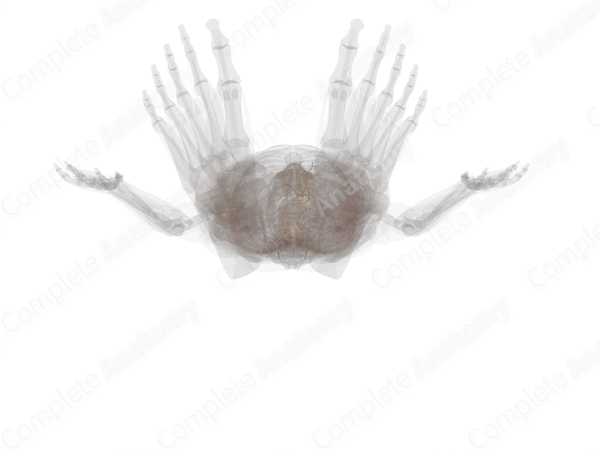 Craniosacral Part of Autonomic Division