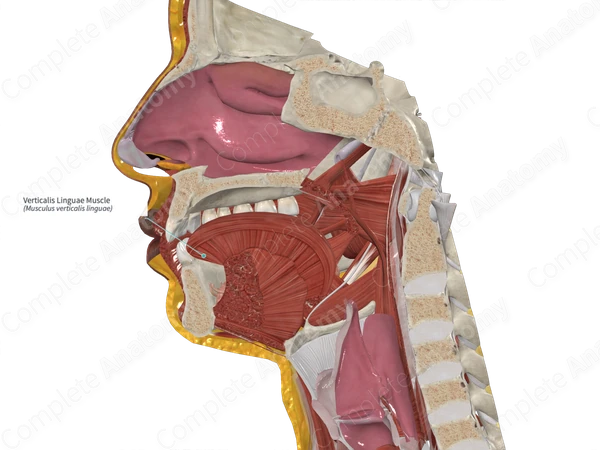 Verticalis Linguae Muscle 