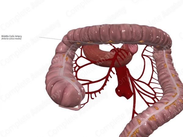 Middle Colic Artery
