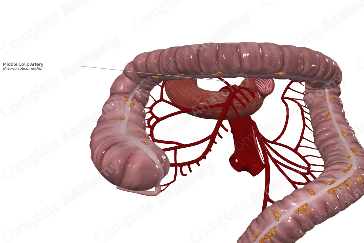 Middle Colic Artery