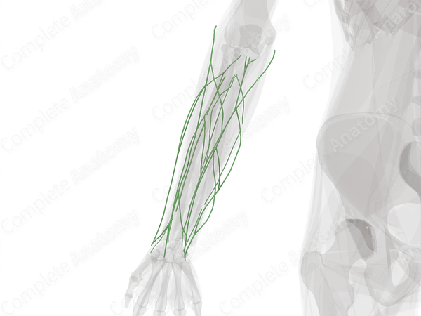 Lymph Vessels of Forearm (Left)